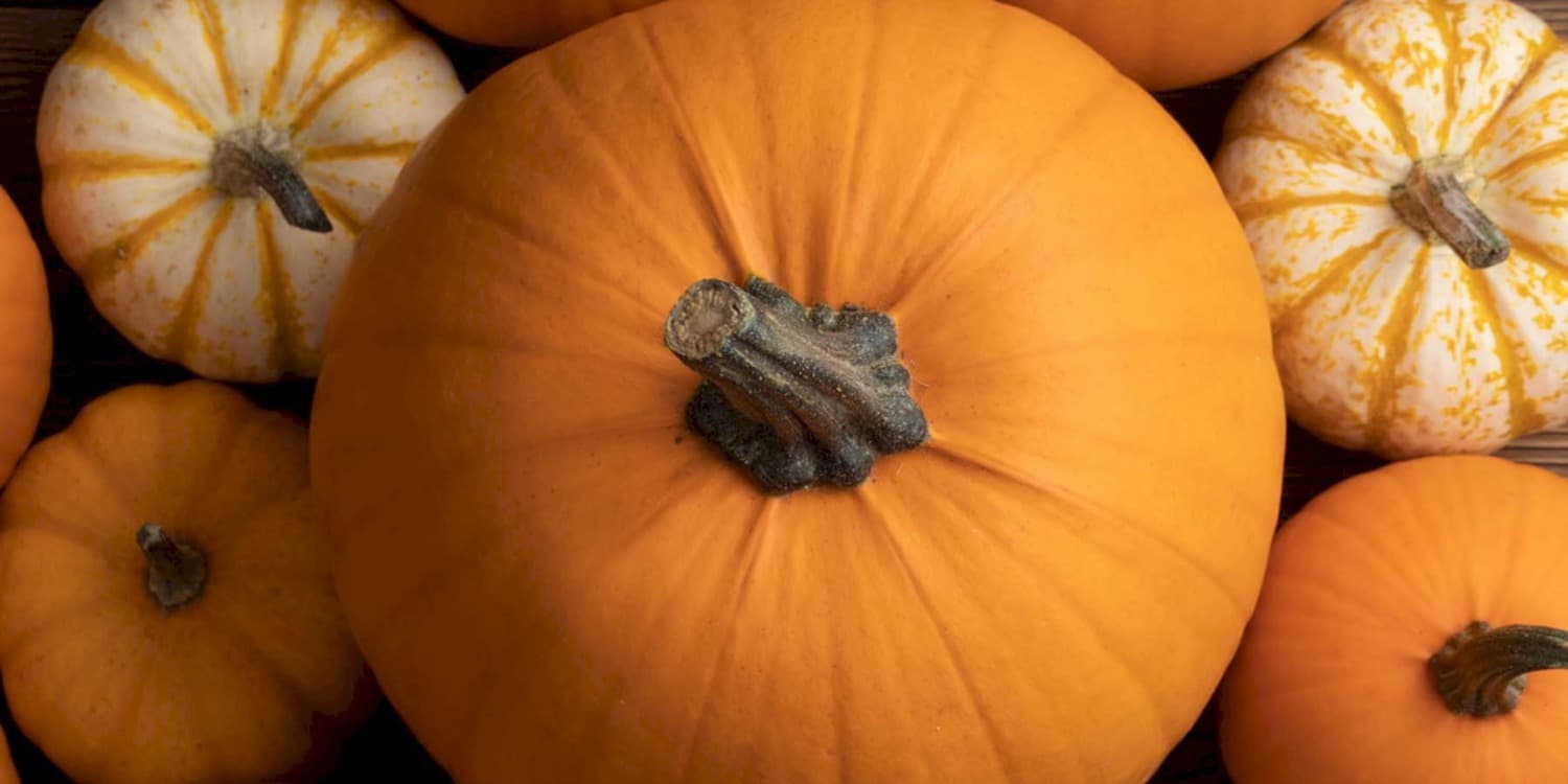 Sustainable Telluride: Free Pumpkin Composting