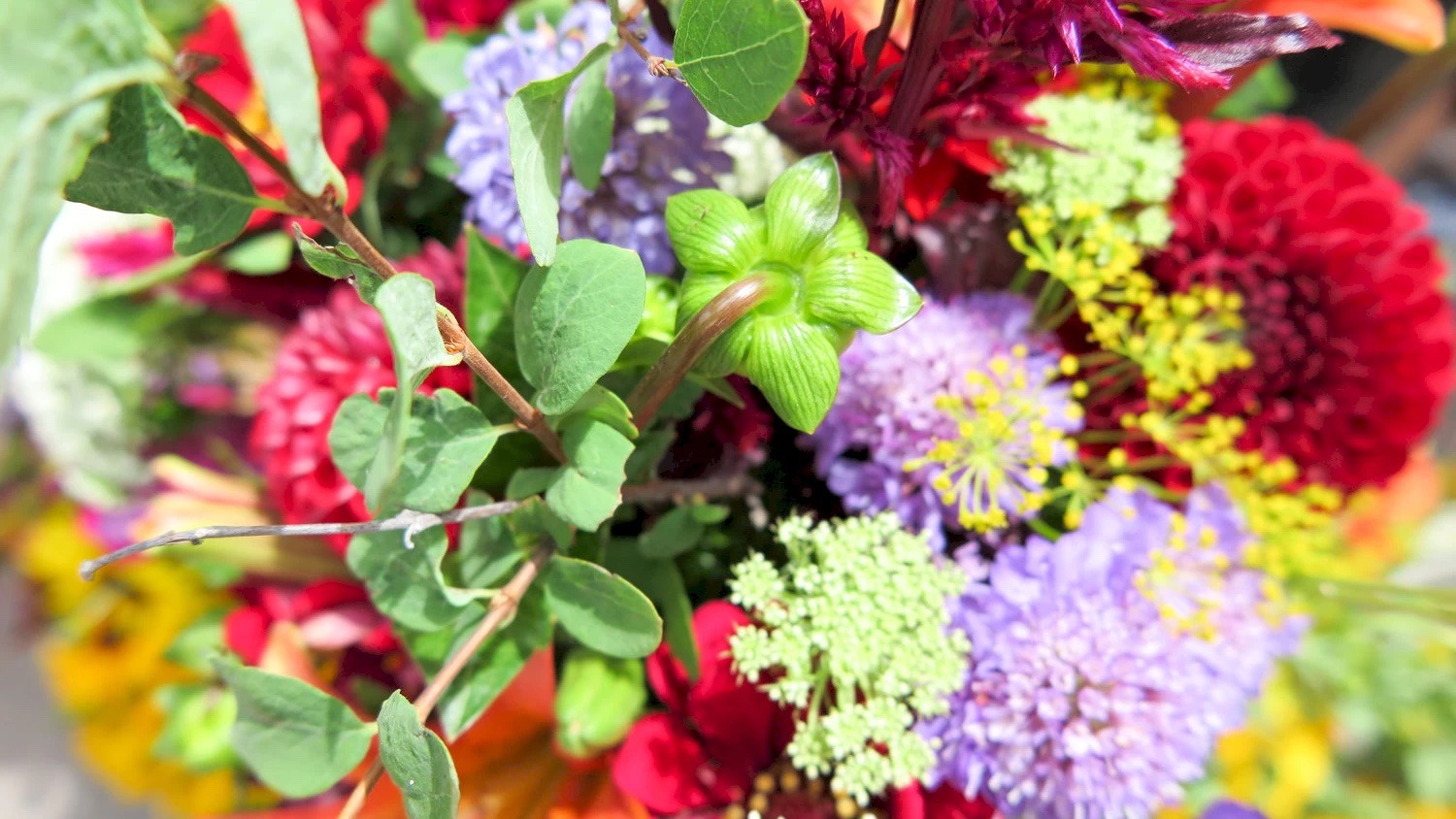 Telluride Farmers Market: Opening June 7, 2024!