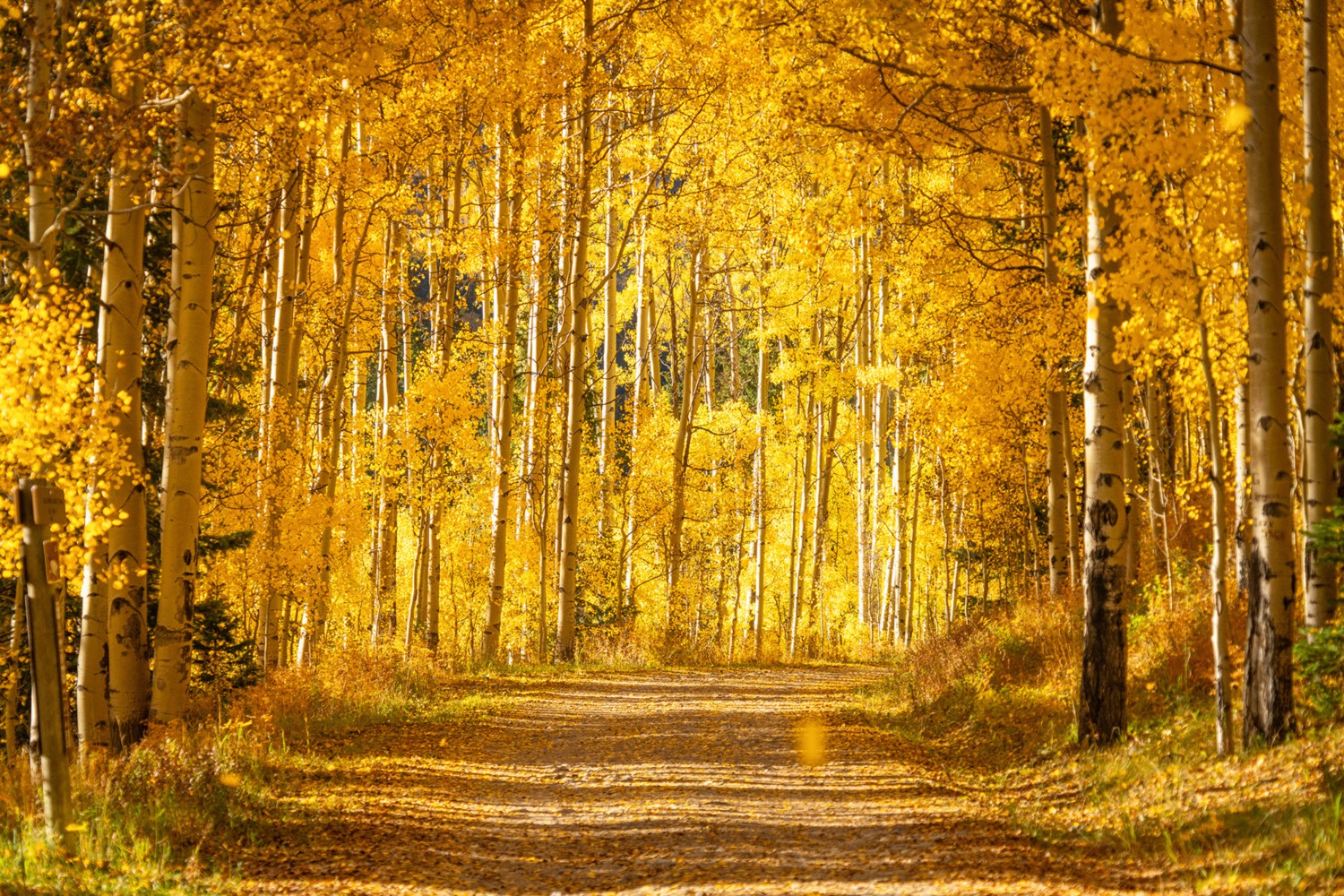 Telluride PEAK SHEET: October 3 - 9, 2024